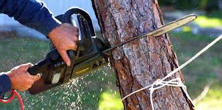 Why Choose Our Tree Removal Services in Walterboro, SC?