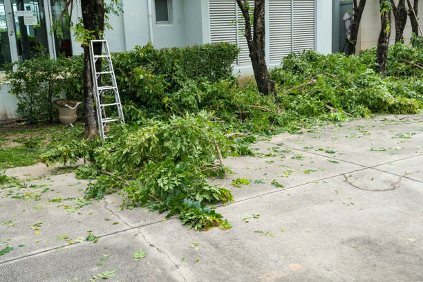 Best Grass Overseeding  in Walterboro, SC